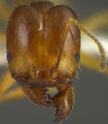 Media type: image;   Entomology 34131 Aspect: head frontal view